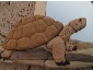 Tartaruga in legno: 